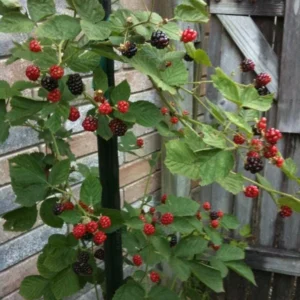 5 Kiowa Blackberry Starter Plug - Live Plant - Large, Sweet Berries - Zones 6-9 - Image 4