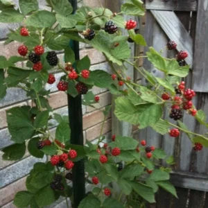5 Kiowa Blackberry Starter Plug - Live Plant - Large, Sweet Berries - Zones 6-9 - Image 8