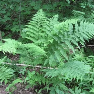 5 Lady Ferns Bare Root - Athyrium Filix-Femina Woodland Perennial Plant - Image 2