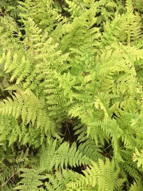 5 Lady Ferns Bare Root - Athyrium Filix-Femina Woodland Perennial Plant - Image 3