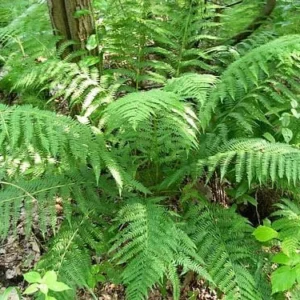 5 Lady Ferns Bare Root - Athyrium Filix-Femina Woodland Perennial Plant - Image 6