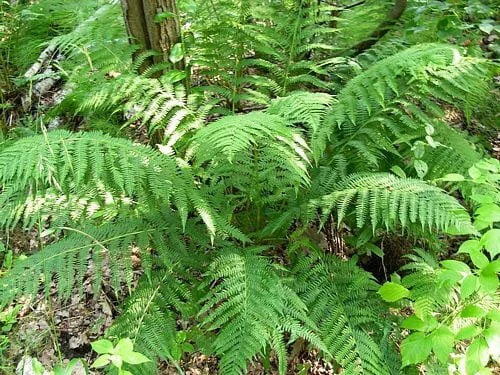5 Lady Ferns Bare Root - Athyrium Filix-Femina Woodland Perennial Plant - Image 6