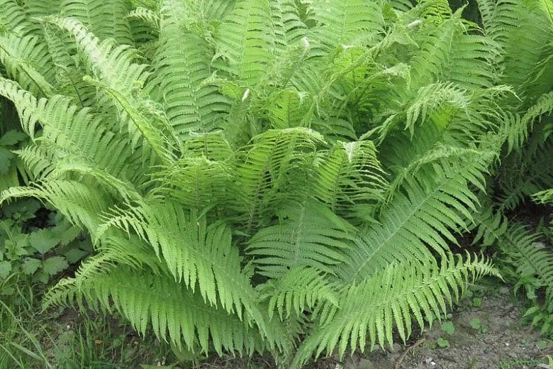 5 Lady Ferns Bare Root - Athyrium Filix-Femina Woodland Perennial Plant - Image 1