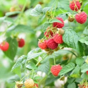 5 Latham Red Raspberry Starter Plug - Rubus idaeus - Cold Hardy Berry Plant - Image 3