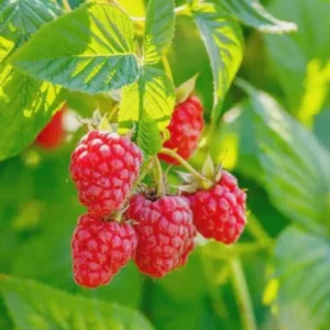5 Latham Red Raspberry Starter Plug - Rubus idaeus - Cold Hardy Berry Plant - Image 6