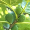 5 Lattarula Fig Starter Plug – Italian Honey Fig Live Plant – Ficus carica – USDA Zones 7-10 - Image 1