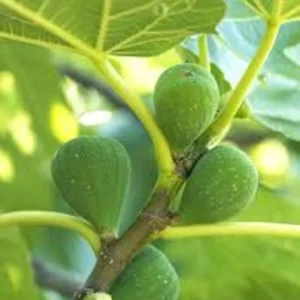 5 Lattarula Fig Starter Plug – Italian Honey Fig Live Plant – Ficus carica – USDA Zones 7-10 - Image 1