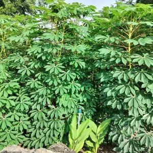 5 lbs Cassava Root - Edible Yuca Manioc - Manihot esculenta for Cooking - Image 5