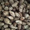 5 lbs Fresh Eddoe Corms - Taro (Colocasia Antiquorum) for Planting or Cooking - Image 1