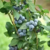 5 Legacy Blueberry Starter Plugs - Vaccinium corymbosum Live Plant - Image 1