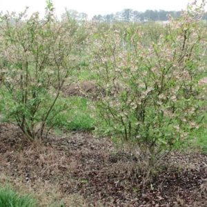 5 Legacy Blueberry Starter Plugs - Vaccinium corymbosum Live Plant - Image 7