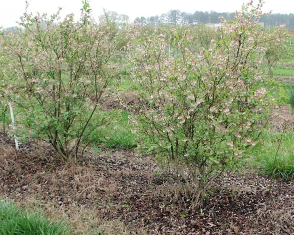 5 Legacy Blueberry Starter Plugs - Vaccinium corymbosum Live Plant - Image 7