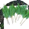 5 Leyland Cypress Tree Cuttings - Fresh, Fast Growing Privacy Screen Live Plant - Image 1