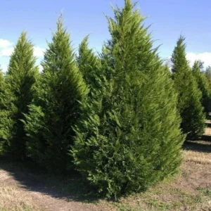 5 Leyland Cypress Tree Cuttings - Fresh, Fast Growing Privacy Screen Live Plant - Image 4