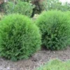 5 Little Giant Arborvitae Plants – Thuja occidentalis – Bare Root Evergreen Shrub – Outdoor - Image 1