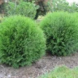 5 Little Giant Arborvitae Plants – Thuja occidentalis – Bare Root Evergreen Shrub – Outdoor - Image 1