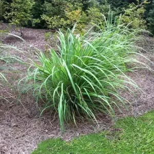 5 Live Lemongrass Stalks Plugs (Cymbopogon) - Healthy Herb Plant for Indoor/Outdoor - Image 2