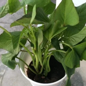 5 Live Purple Okinawa Sweet Potato Plants - Edible Vegetable, Potted, Indoor/Outdoor - Image 5