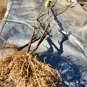 5 Lynwood Gold Forsythia Bare Root Plants - 12-18