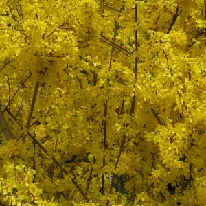 5 Lynwood Gold Forsythia Bare Root Plants - 12-18" Tall, Yellow Flowers - Image 1