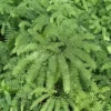 5 Maidenhair Fern Bare Root Plants - Adiantum pedatum - Organic, Outdoor - Image 1