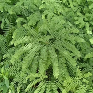 5 Maidenhair Fern Bare Root Plants - Adiantum pedatum - Organic, Outdoor - Image 6