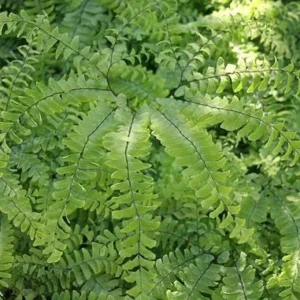 5 Maidenhair Fern Bare Root Plants - Adiantum pedatum - Organic, Outdoor - Image 8