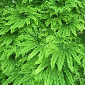 5 Maidenhair Fern Bare Root Plants - Adiantum pedatum - Organic, Outdoor - Image 9