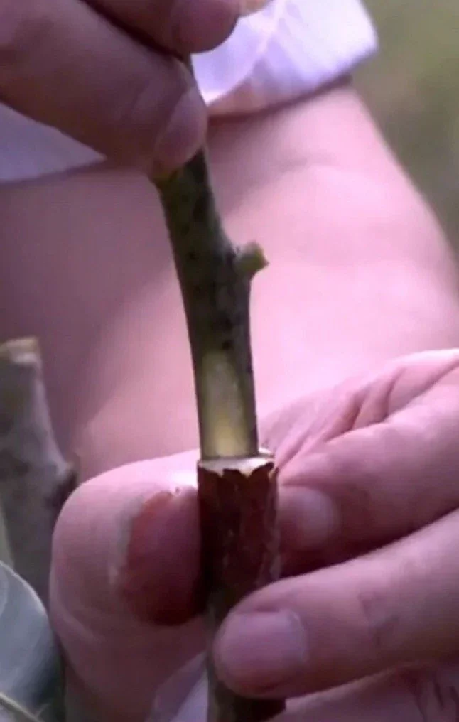 5 Mango Xoai Tuong Elephant Cuttings Scions for Grafting - Create Fruit Trees Outdoor - Image 6