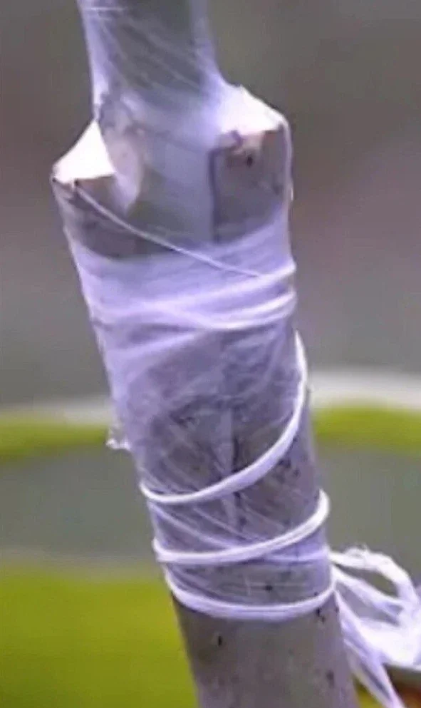 5 Mango Xoai Tuong Elephant Cuttings Scions for Grafting - Create Fruit Trees Outdoor - Image 7