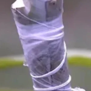 5 Mango Xoai Tuong Elephant Cuttings Scions for Grafting Tropical Fruit Trees - Image 7