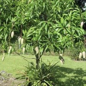 5 Mango Xoai Tuong Elephant Cuttings Scions for Grafting Tropical Fruit Trees - Image 8