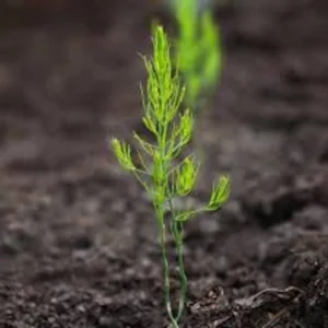 5 Mary Washington Asparagus Bare Roots – Heirloom Vegetable Starter Plant - Image 3