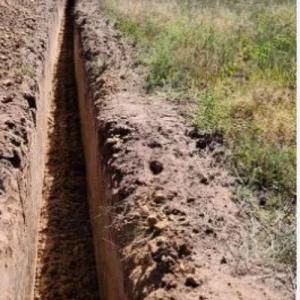 5 Mary Washington Asparagus Crowns - Heirloom 2-Year Perennial Plants - Image 7