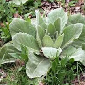 5 Mullein Plant Verbascum Thapsus Organic Bare Root Wildflower - No Foliage - Image 3