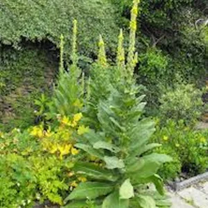 5 Mullein Plant Verbascum Thapsus Organic Bare Root Wildflower - No Foliage - Image 6