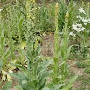 5 Mullein Plant Verbascum Thapsus Organic Bare Root Wildflower - No Foliage - Image 7