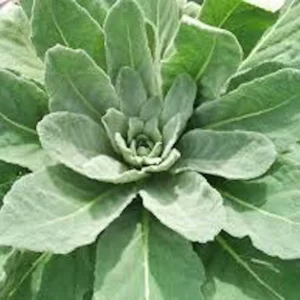 5 Mullein Plant Verbascum Thapsus Organic Bare Root Wildflower - No Foliage - Image 8
