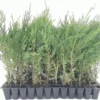 5 Murray Cypress Live Plants - Fast Growing Evergreen Privacy Screen, 30-40 ft Tall - Image 1