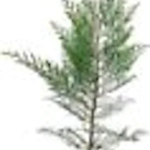 5 Murray Cypress Live Plants - Fast Growing Evergreen Privacy Screen, 30-40 ft Tall - Image 2
