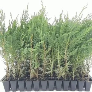 5 Murray Cypress Live Plants - Fast Growing Evergreen Privacy Screen, 30-40 ft Tall - Image 1