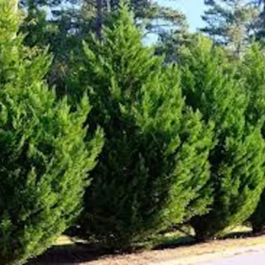 5 Murray Cypress Live Plants - Fast Growing Evergreen Privacy Screen, 30-40 ft Tall - Image 4