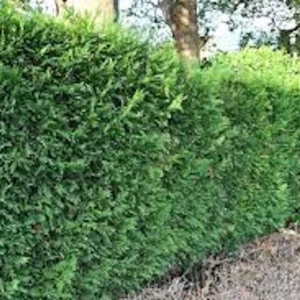 5 Murray Cypress Live Plants - Fast Growing Evergreen Privacy Screen, 30-40 ft Tall - Image 5