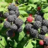 5 Mysore Black Raspberry Plant - Tropical Fruiting Bush, Bare Root Starter - Image 1