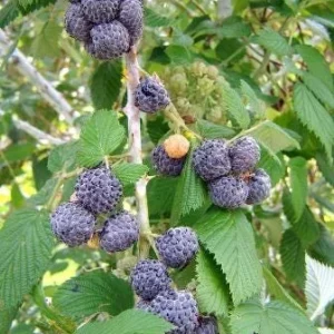 5 Mysore Black Raspberry Plant - Tropical Fruiting Bush, Bare Root Starter - Image 2
