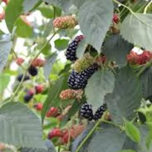 5 Natchez Blackberry Starter Plug - Live Thornless Fruit Plant, Rubus 'Natchez' - Image 2