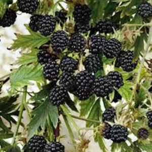 5 Natchez Blackberry Starter Plug - Live Thornless Fruit Plant, Rubus 'Natchez' - Image 1