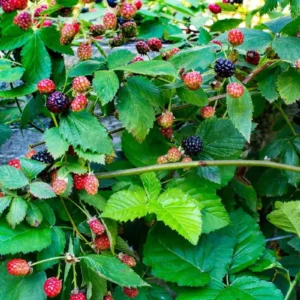 5 Navaho Blackberry Starter Plug Live Plants - Thornless Fruit Bush - Image 7