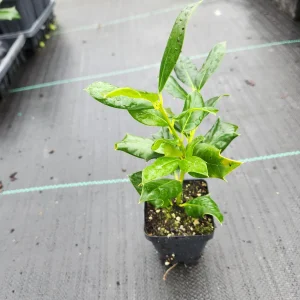 5 Nellie R. Stevens Holly Trees Live Plants - 4-6