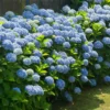 5 Nikko Blue Hydrangea Bush Live Plant, 12-24in Tall, Bare Root - Image 1